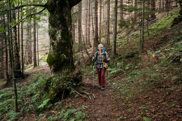 trekking en las montañas a través del bosque, mujer con mochila y bastones de trekking - Foto, imagen