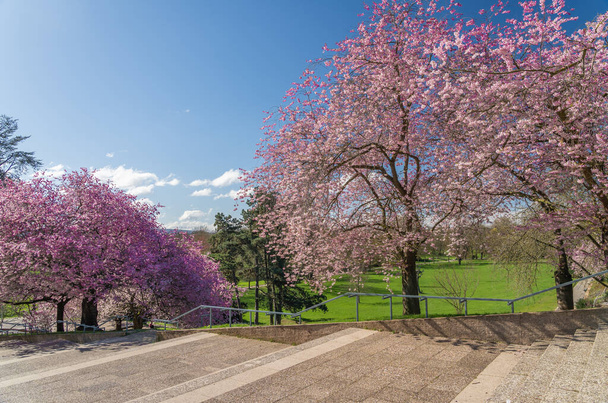 Kassel, Almanya 'da güneşli bir bahar günü, güzel kiraz ağaçları çiçek açıyor.  - Fotoğraf, Görsel