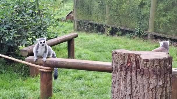 Lemuri che camminano nello zoo.animals vita nello zoo. Filmati 4k di alta qualità - Filmati, video