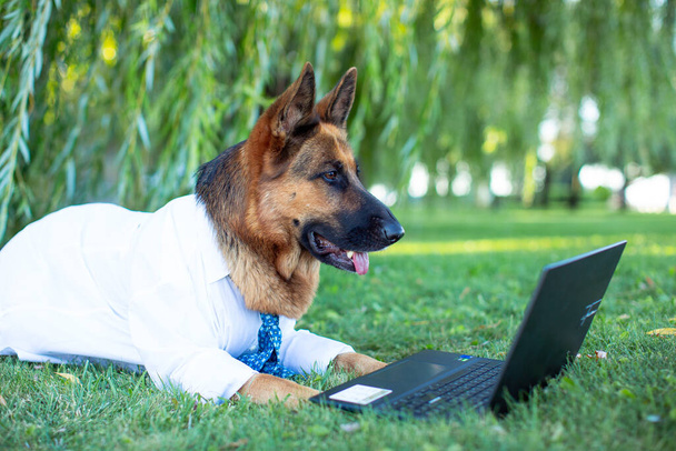 Beyaz gömlekli ve mavi kravatlı bir Alman çoban köpeği çimlerde yatar ve dizüstü bilgisayarla çalışır. - Fotoğraf, Görsel
