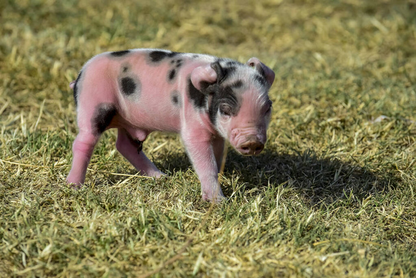 Porcinet nouveau-né, dans le paysage agricole. - Photo, image