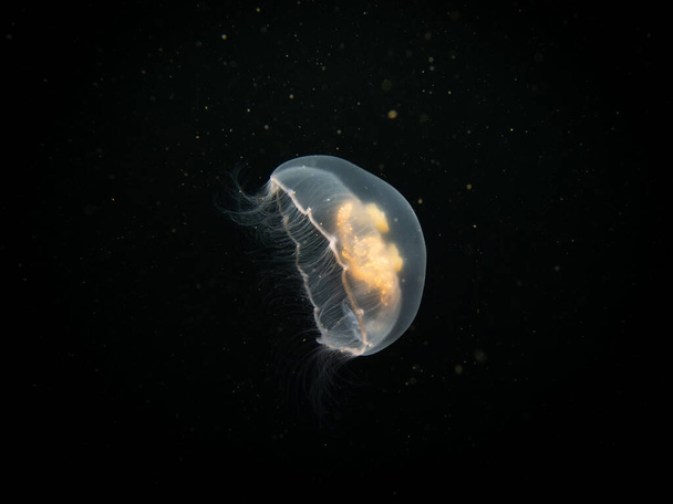 Луна медузы или Аурелия аурита с черным фоном морской воды. Фото из Оресунна, Мальмо, Швеция. Дайвинг с холодной водой - Фото, изображение