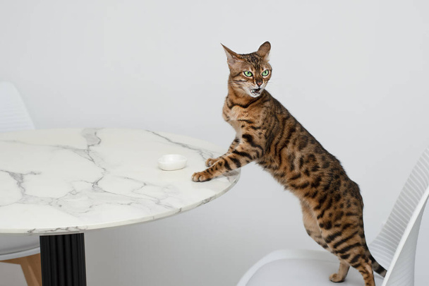 ペット。 コンセプト。 美しい赤いヒョウの猫ベンガルは椅子で面白い立場にあり,キッチンテーブルの皿をライセンスしています. サワークリームのパズル. ホワイトバック. - 写真・画像