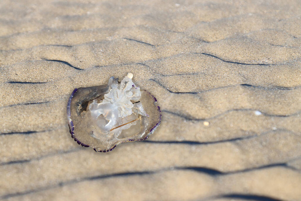 Medusas mortas encalhadas na areia - Foto, Imagem