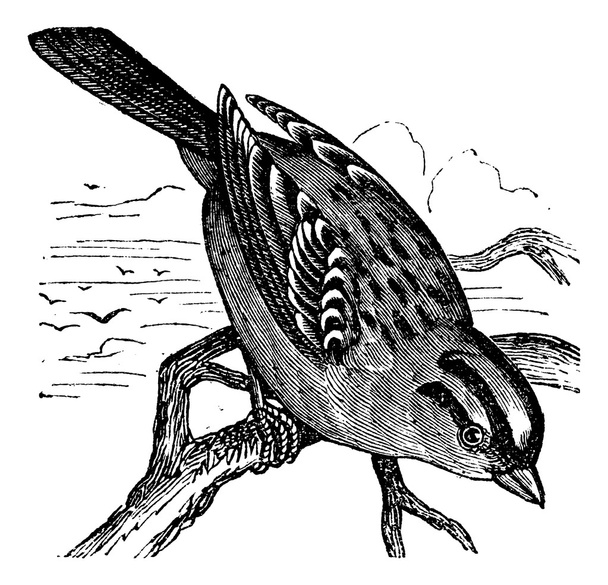 bílá – korunované sparrow (Passer leucophrys), vintage engravin - Vektor, obrázek