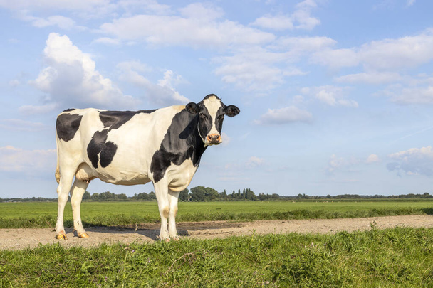 Freche Kuh in voller Länge auf einem Feldweg, schwarz-weiße Holsteiner Milchkühe glücklich stehend, blauer Himmel und Horizont über Land in den Niederlanden - Foto, Bild