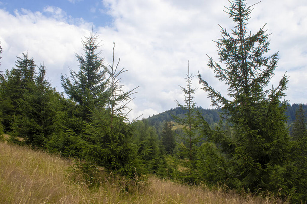 Bergwald mit hohen Bäumen und weißen Wolken, ein Glücksgefühl durchdringt die Luft. - Foto, Bild