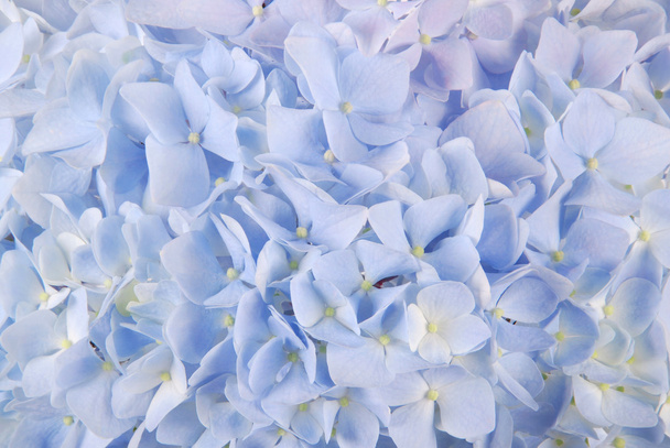 Macrophyllous modré hortenzie - Fotografie, Obrázek