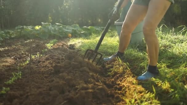 庭師は庭でピッチフォークで雑草を掘り出したり,日没時に割り当てたりする. 高品質のフルHD映像 - 映像、動画