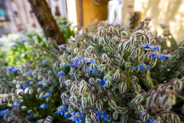 closeup of Borago officinalis with sun and walls of medieval houses in Barbarano Vicenza Veneto Italy - Photo, Image