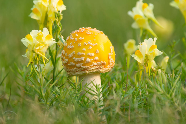 Cute and bright yellow mushroom Amanita muscaria (fky agaric) with round cap grows in green grass among yellow wildflowers Yellow toadflax. - Photo, Image