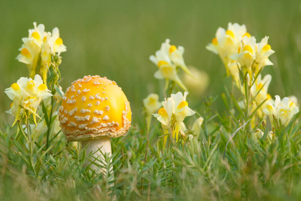 Roztomilé a jasně žluté houby Amanita muscaria (fky agaric) s kulatým víčkem roste v zelené trávě mezi žlutými květy planě žluté žabky. - Fotografie, Obrázek