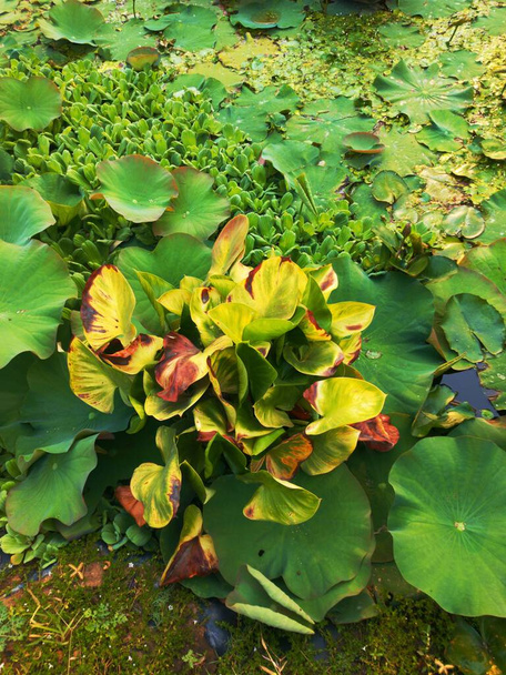lotus leaves in the water - Photo, Image