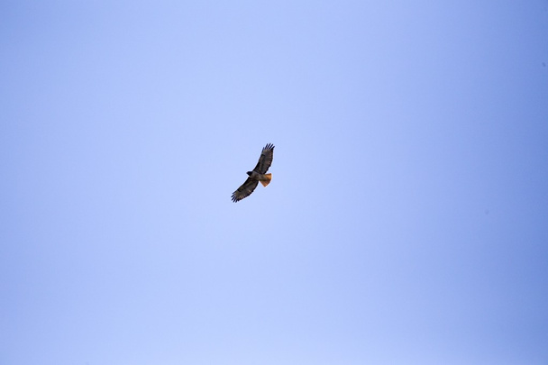Faucon à queue rouge en vol - Photo, image