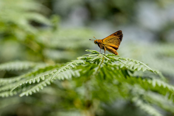 Forest Hoop butterfly (Ochlodes venatus) on a fern plant - Photo, Image