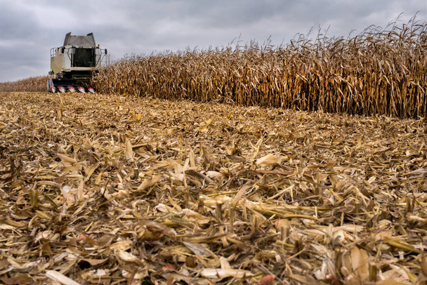 process of harvesting corn in the field, harvester and corn husks in the foreground at the time of the end of the harvest. - Photo, Image
