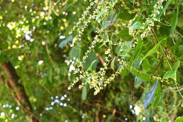  Dioscorea tokoro (Japanese name 'Oni-dokoro'). Flowers and Capsules. Dioscoreaceae perennial toxic vine is a native species of Japan.The flowering season is from July to September and is dioecious. - Photo, Image
