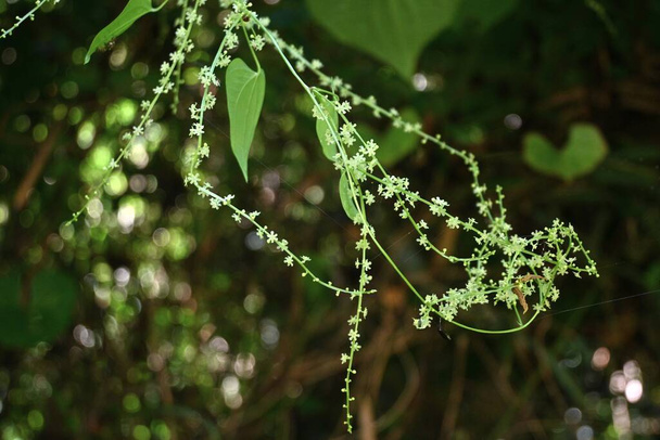  Dioscorea tokoro (japanilainen nimi "Oni-dokoro"). Kukat ja kapselit. Dioscoreaceae monivuotinen myrkyllinen viiniköynnös on kotimainen laji Japanissa.Kukinta kausi on heinäkuusta syyskuuhun ja on kaksikotinen. - Valokuva, kuva
