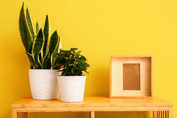 黄色い壁の近くの棚に緑の家の植物 - 写真・画像