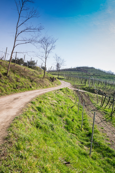 winnice na wzgórzach na wiosnę, Włochy - Zdjęcie, obraz