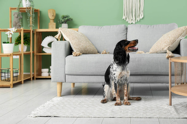 Lindo cocker spaniel en la alfombra en la sala de estar - Foto, Imagen