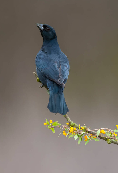 Lesklý pták v lesním prostředí Calden, provincie La Pampa, Patagonie, Argentina. - Fotografie, Obrázek