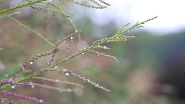 Close up widok różowej kwitnącej gałęzi roślin mokre krople deszczu - Materiał filmowy, wideo