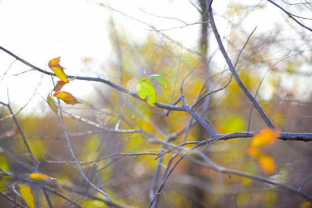 Feuilles d'automne dans la forêt, Province de La Pampa, Patagonie, Argentine. - Photo, image