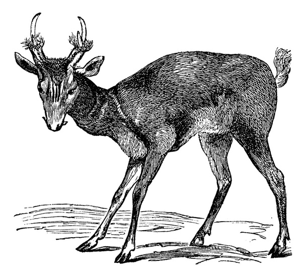 Common muntjac (cervulus vaginalis) or Barking deer, vintage eng - Vector, Image