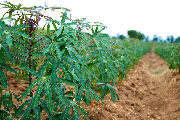 rivit vihreä cassava pelloilla maatalousmaan Aasian - Valokuva, kuva