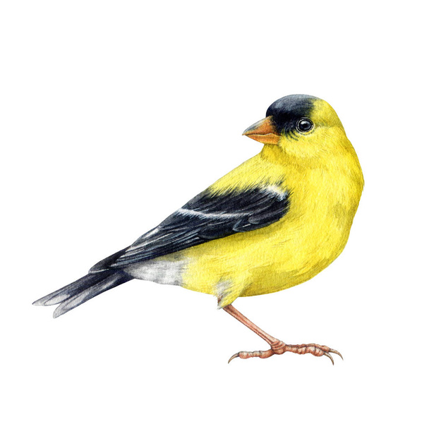 Goldfinch bird watercolor illustration. Spinus tristis realistic detailed image. Hand drawn North American native yellow bird. Goldfinch wildlife forest avian isolated on white background. - Photo, Image