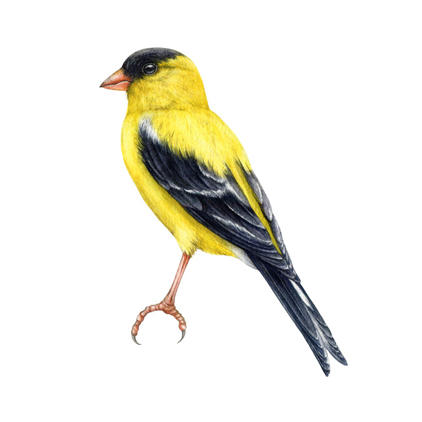 Goldfinch bird watercolor illustration. Spinus tristis realistic detailed single image. Hand drawn North American native yellow bird. Goldfinch wildlife forest avian isolated on white background. - Photo, Image