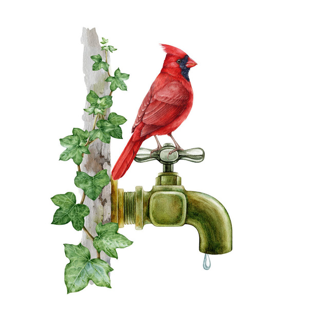 Červený kardinál si přišel pro drink na klasickém kovovém vodovodním kohoutku. Ilustrace akvarelů. Ručně malovaný kardinál na zahradním kovovém kohoutku pokrytém břečťanem. Roztomilá přírodní scéna. Bílé pozadí - Fotografie, Obrázek