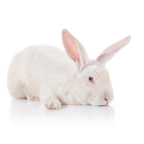 赤目で白い臆病なウサギ - 写真・画像