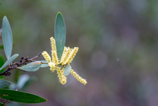 Avustralya yerlisi sarı çiçekler ormandaki ilkbaharda çalılıklarda - Fotoğraf, Görsel