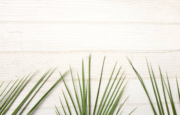 een takken groene bladeren van palm isoleren op een witte achtergrond met kopieerruimte.gebruikt voor web design of behang - Foto, afbeelding