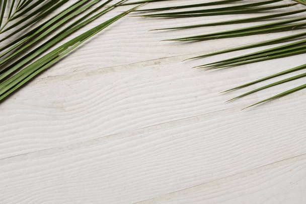větev zelené listy palmy izolovat na bílém pozadí s kopií space.used pro web design nebo tapety - Fotografie, Obrázek