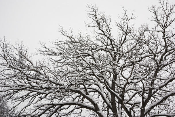 Árbol cubierto de nieve
 - Foto, Imagen