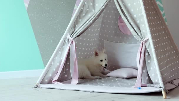 A White Swiss Shepherd puppy is playing mischievously in the childrens room. A cute white puppy is playing in a childrens wigwam in slow motion. Pets concept. - Footage, Video