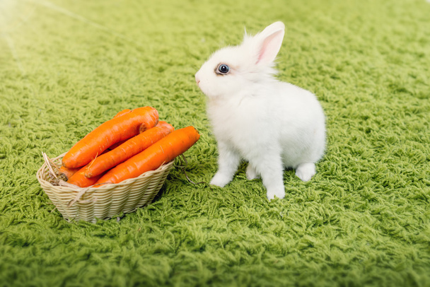 Lustiges Kaninchen mit Karotten - Foto, Bild