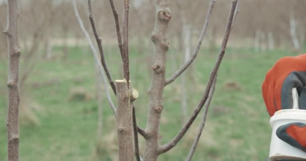 Close-up van tuinier in oranje en zwarte handschoenen enten boom. Man draagt een geruit hemd, houdt een pot vast, plant groeit in boomgaard. Concept van het verzorgen van planten in het voorjaar. - Video