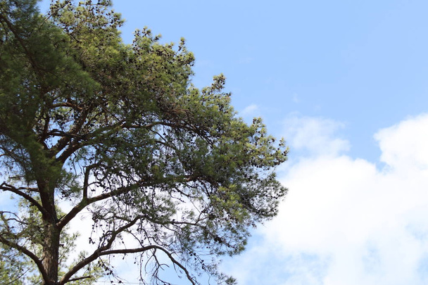 hermosa vista de un pino y cielo azul con nubes - Foto, Imagen