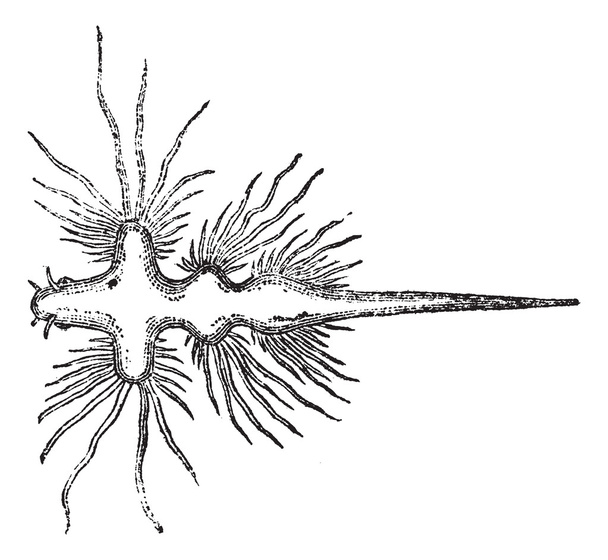 Sea Slug o Nudibranch, ilustración grabada vintage
 - Vector, imagen