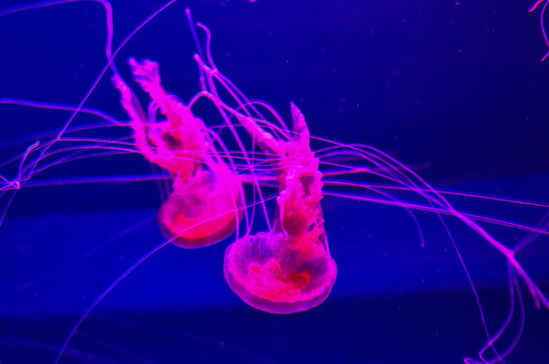 Kis medúza - Fotó, kép