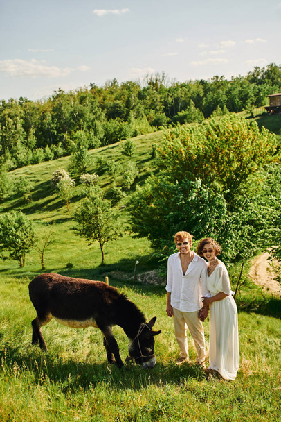 feliz interracial recién casados en gafas de sol y traje de estilo boho sonriendo cerca de burro pastando en el campo - Foto, imagen
