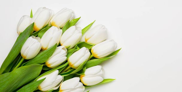 tulipan tło na białym tle - Zdjęcie, obraz