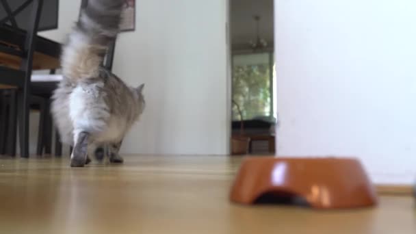 domestic cat licks its lips, has eaten dry food, and leaves. Feeding domestic cat dry food - Footage, Video