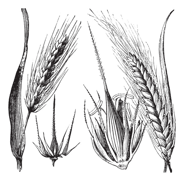 Cebada común u Hordeum vulgare, Bisagra de cebada u Hordeum distic
 - Vector, imagen