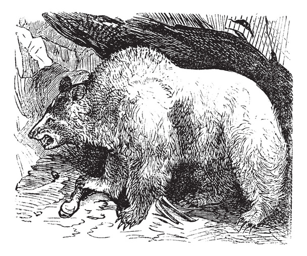 Syria bears (Ursus isabellinus), vintage engraving - Vector, Image