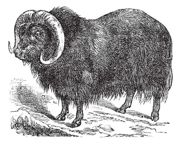 Muskox (Ovibos moschatus, musk ox), vintage engraving - Vector, Image